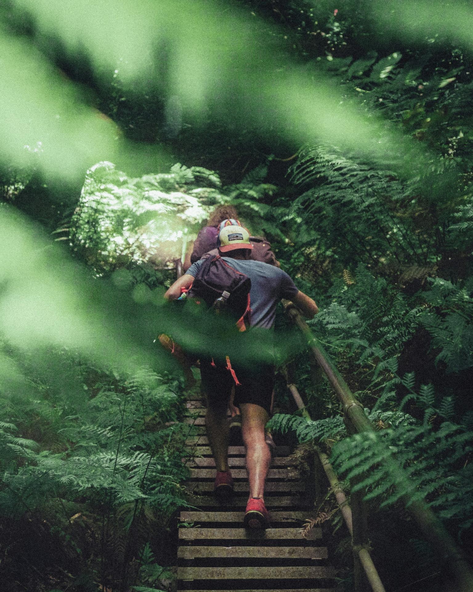 Zwei Wanderer klettern eine Holztreppe in einem Wald hinauf